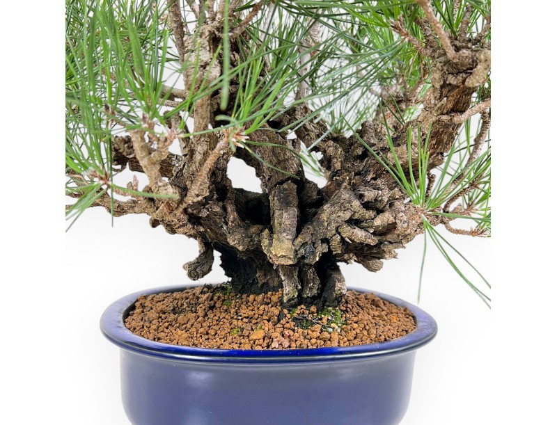 Pinus Thunbergii Corticosa - Pin Noir - 42 cm