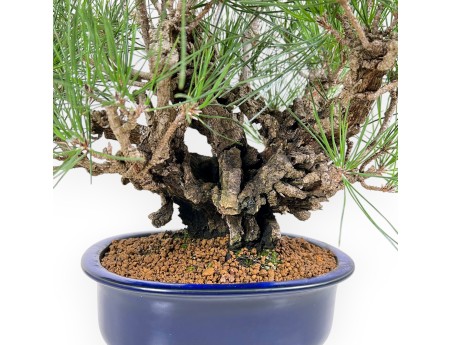 Pinus Thunbergii Corticosa - Pin Noir - 42 cm