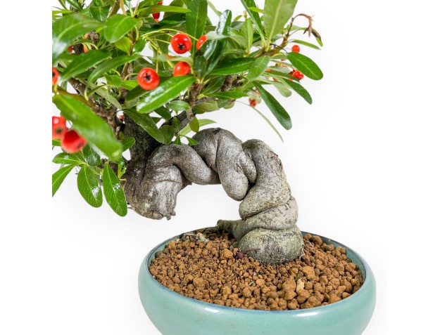 Pyracantha Angustifolia - 29 cm 2