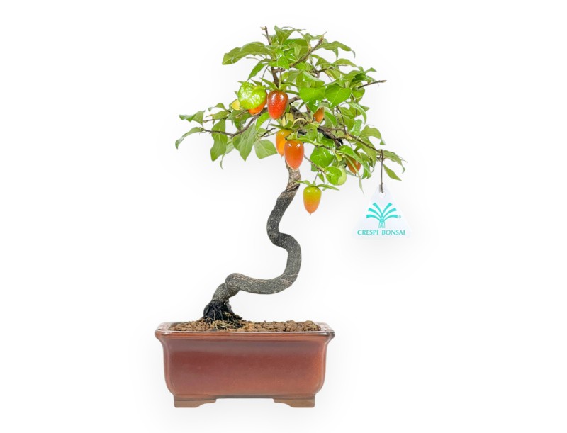 Diospyros kaki - 29 cm
