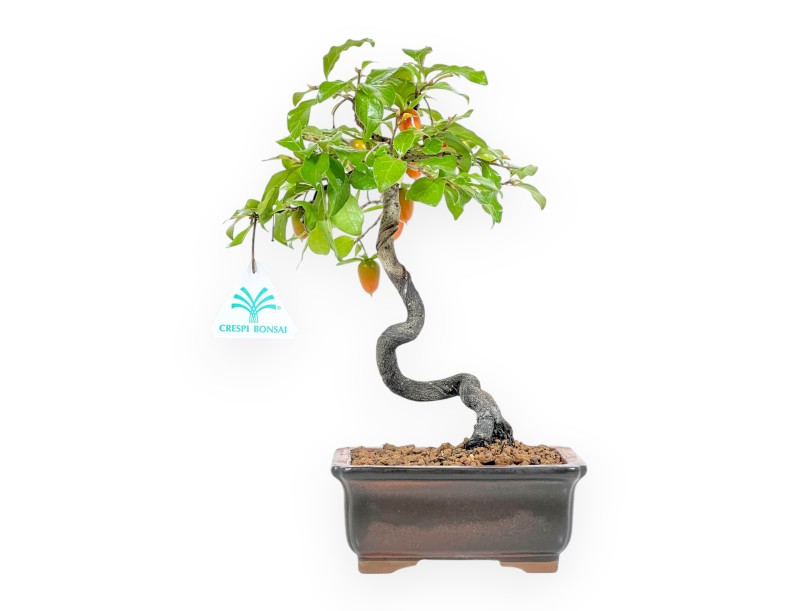 Diospyros kaki - Kaki - 29 cm