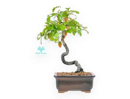 Diospyros kaki - Plaqueminier - 29 cm