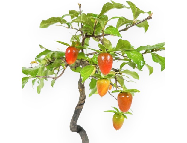 Diospyros kaki - 29 cm 2