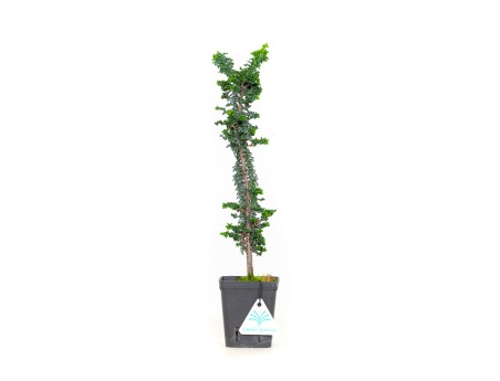 Chamaecyparis obtusa sekka - 49 cm