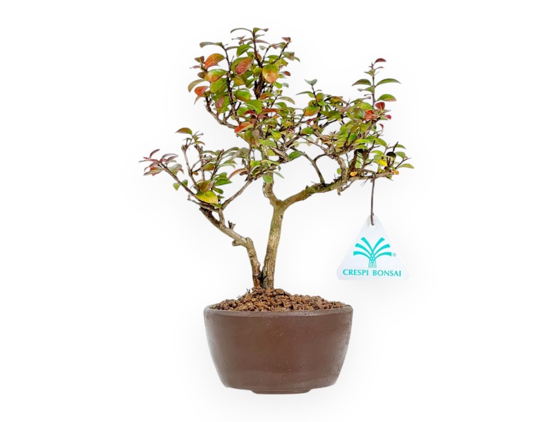 Lagerstroemia Indica - Krulmirte - 23 cm