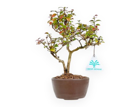 Lagerstroemia Indica - Krulmirte - 23 cm