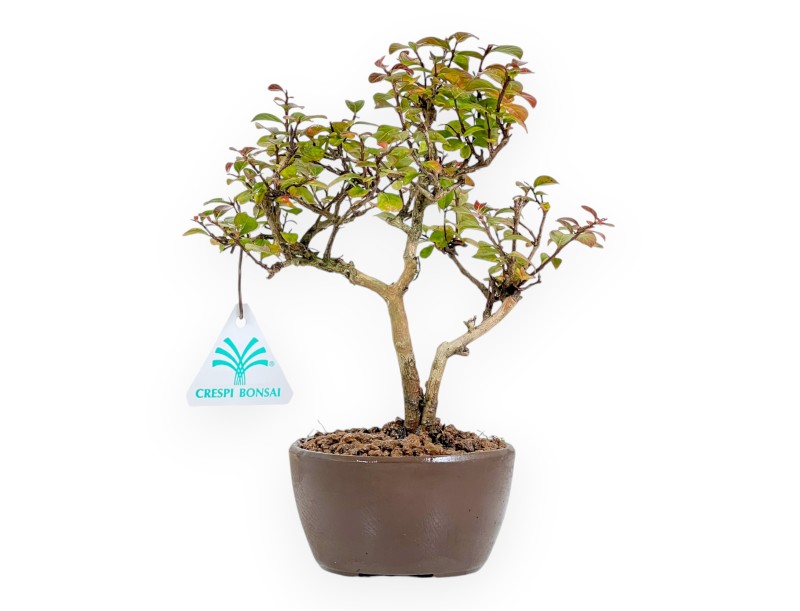 Lagerstroemia Indica - Mirto Crespo - 23 cm