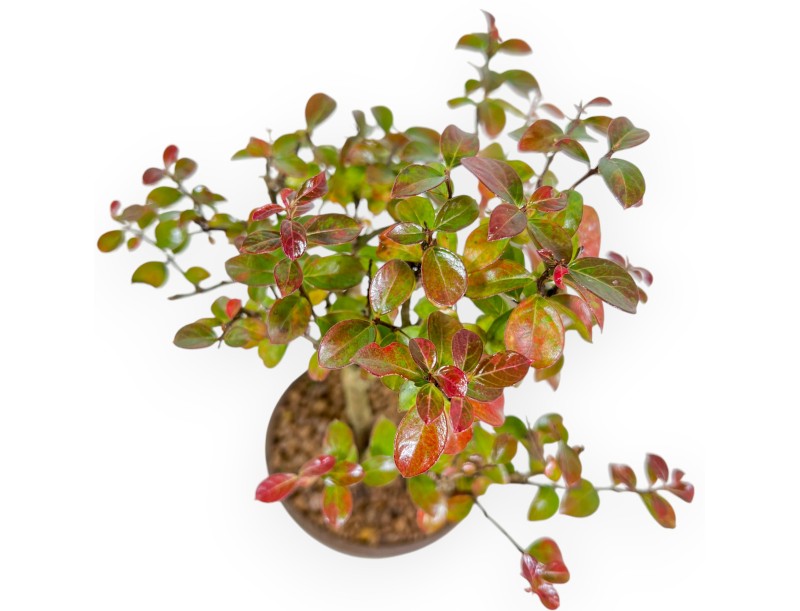 Lagerstroemia Indica - Krulmirte - 23 cm