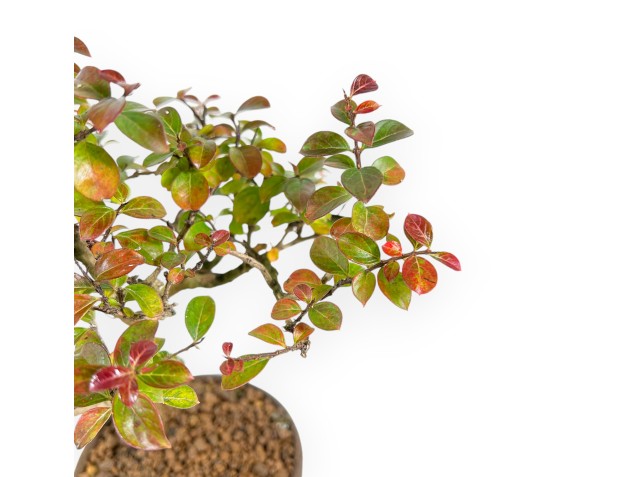 Lagerstroemia Indica - Crinkled Myrtle - 23 cm 2
