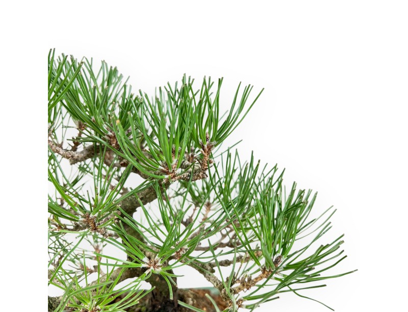 Pinus Thunbergii - Pino Nero - 23 cm
