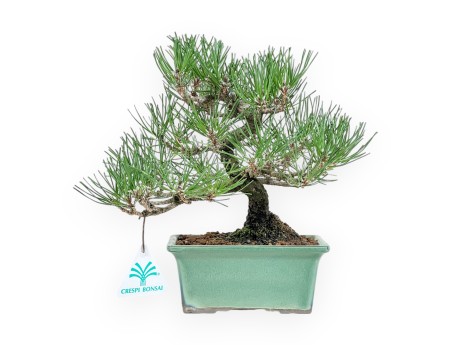 Pinus Thunbergii - Black Pine - 23 cm
