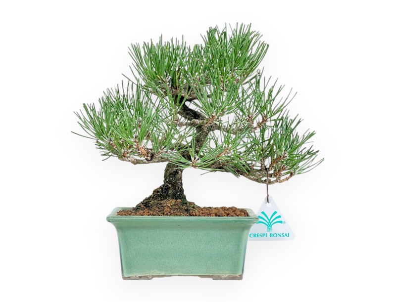 Pinus Thunbergii - Pino negro - 23 cm