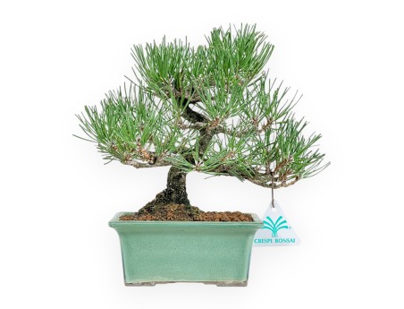 Pinus Thunbergii - Schwarzkiefer - 23 cm