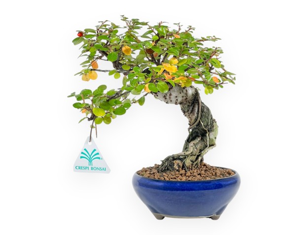 Cotoneaster Horizontalis - Cotognastro - 24 cm