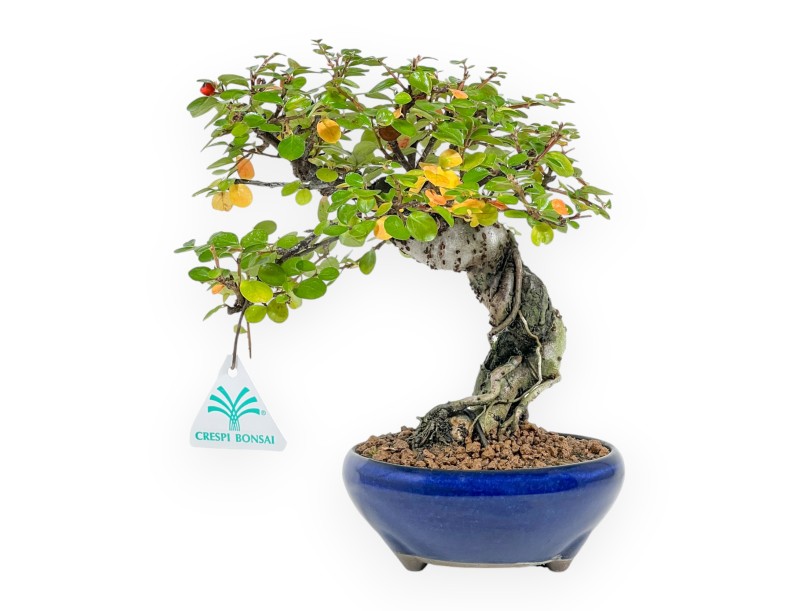 Cotoneaster Horizontalis - Cotognastro - 24 cm