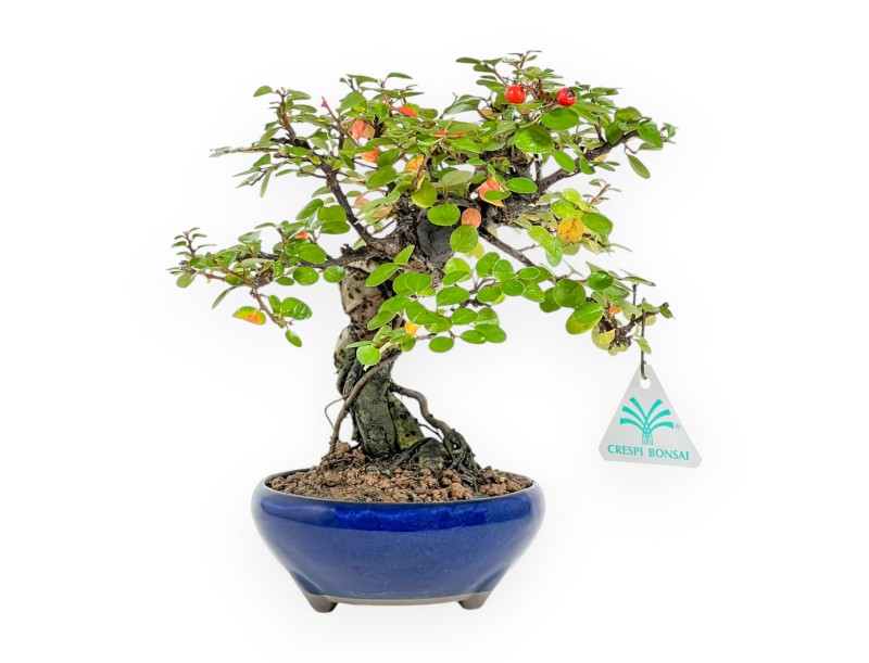 Cotoneaster Horizontalis - 24 cm