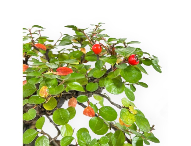 Cotoneaster Horizontalis - Cotognastro - 24 cm 2