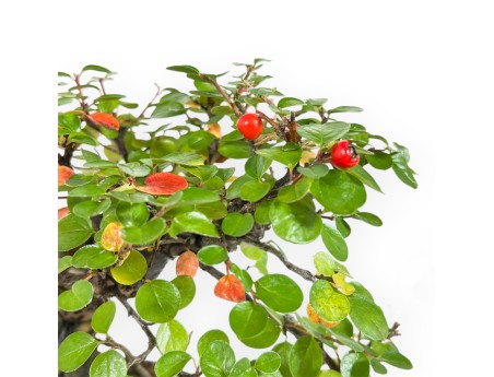 Cotoneaster Horizontalis - Cotognastro - 24 cm