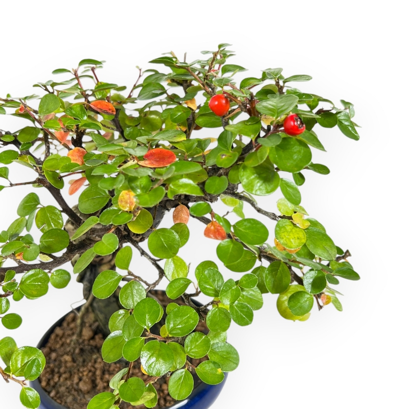 Cotoneaster Horizontalis - Cotognastro - 24 cm