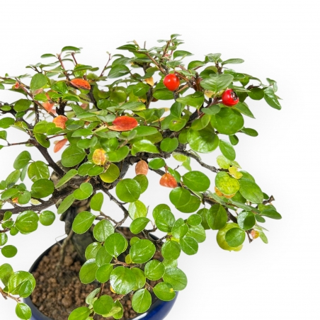 Cotoneaster Horizontalis - Cotognastro - 24 cm