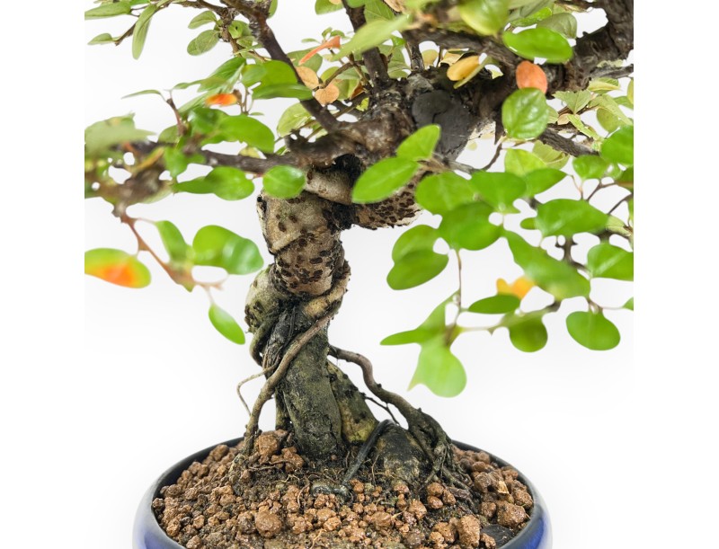 Cotoneaster Horizontalis - 24 cm