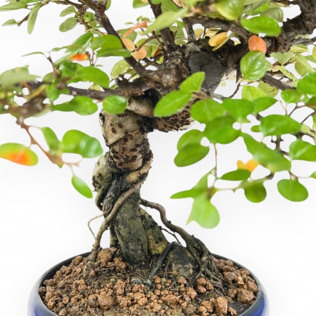 Cotoneaster Horizontalis - 24 cm
