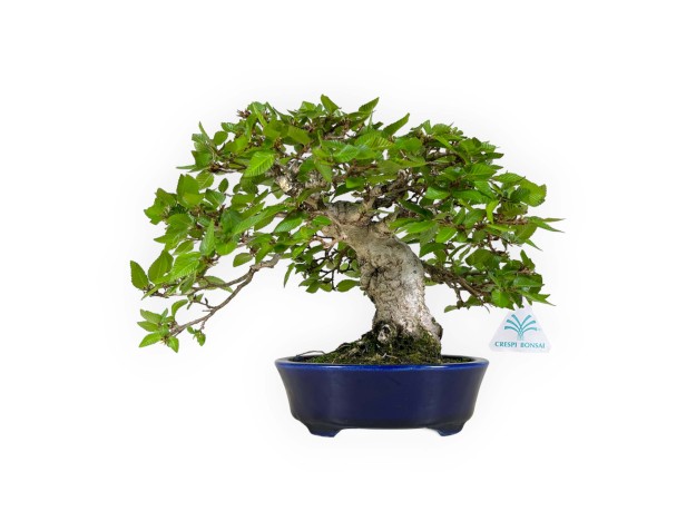 Carpinus - Hornbeam - 24 cm