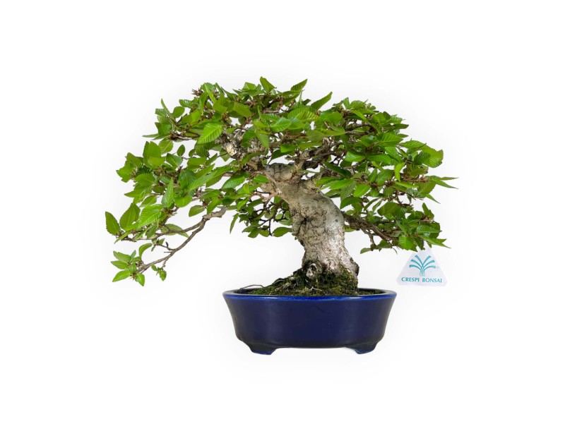 Carpinus - Carpe - 24 cm