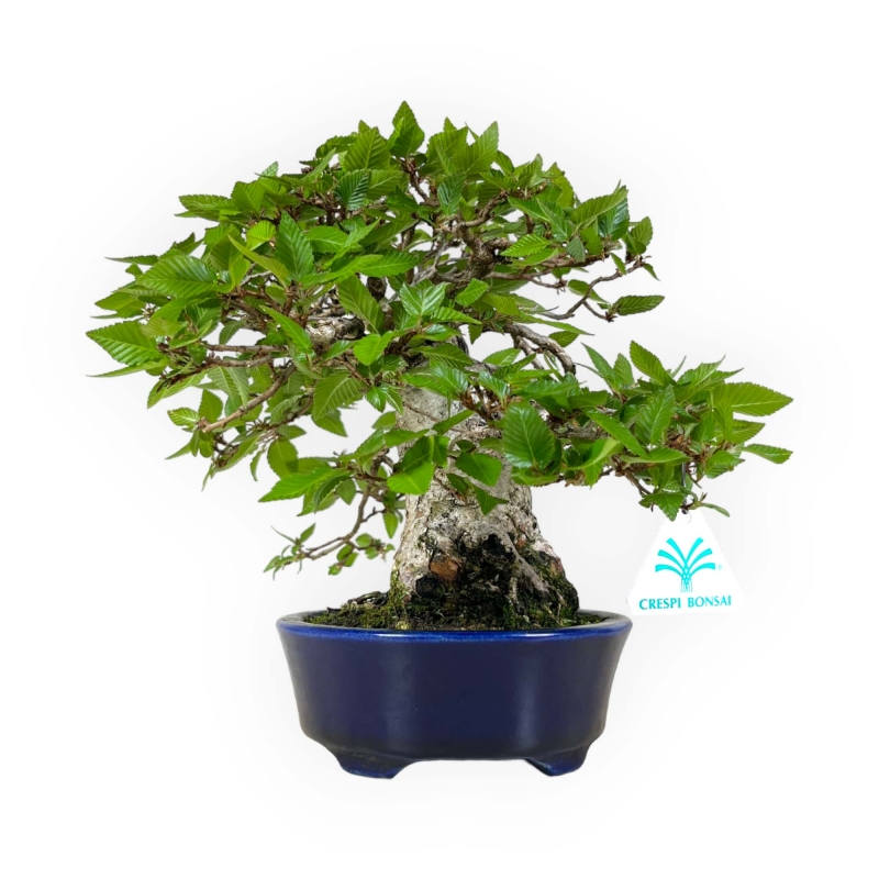 Carpinus - Hornbeam - 24 cm