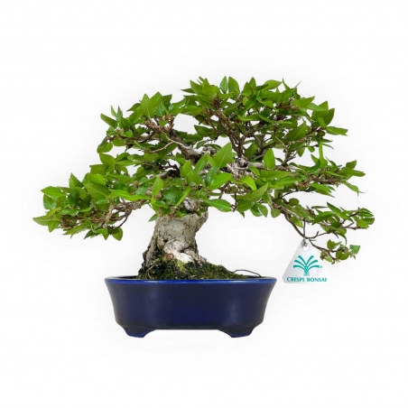 Carpinus - Hornbeam - 24 cm