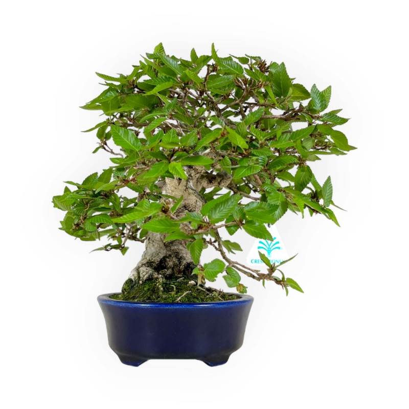 Carpinus - Carpino - 24 cm