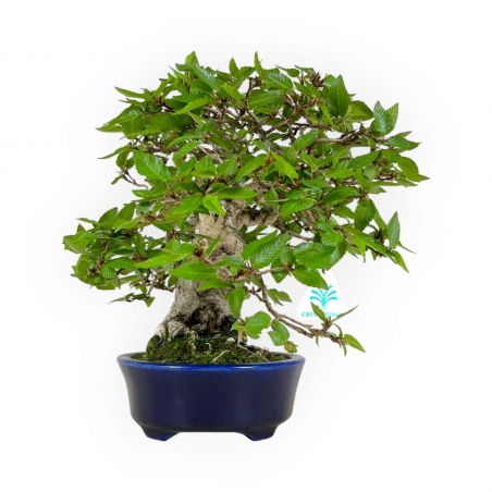 Carpinus - Hainbuche - 24 cm