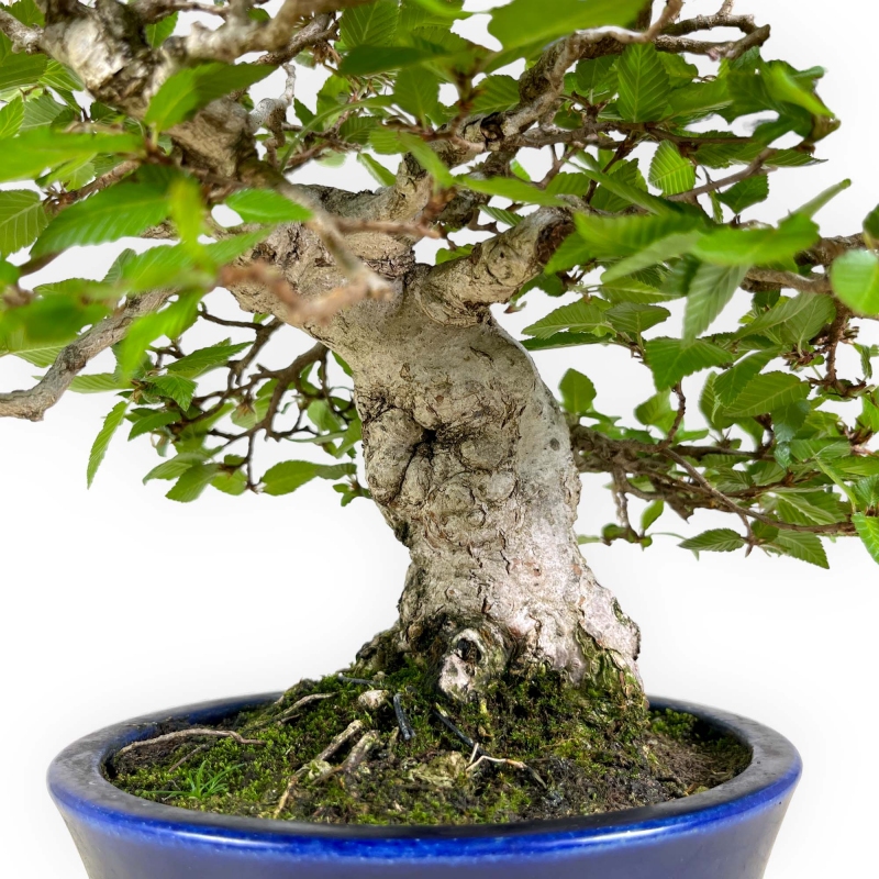 Carpinus - Carpe - 24 cm