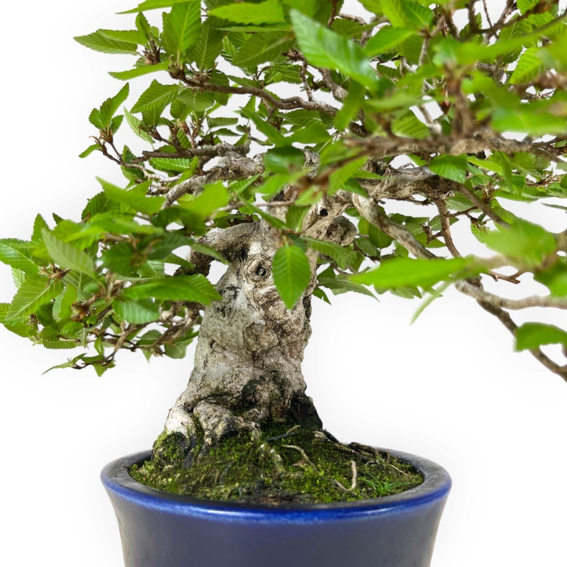 Carpinus - Carpe - 24 cm