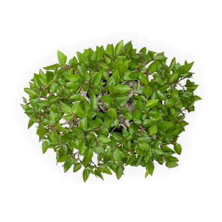 Carpinus - Carpino - 24 cm