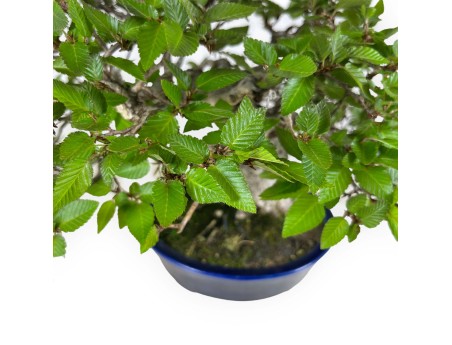 Carpinus - Hainbuche - 24 cm