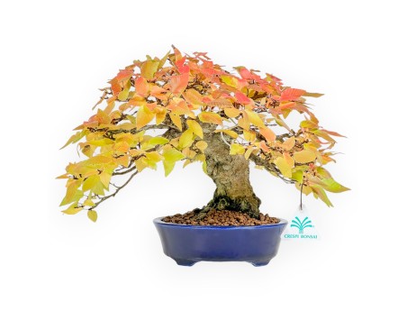 Carpinus - Carpino - 24 cm