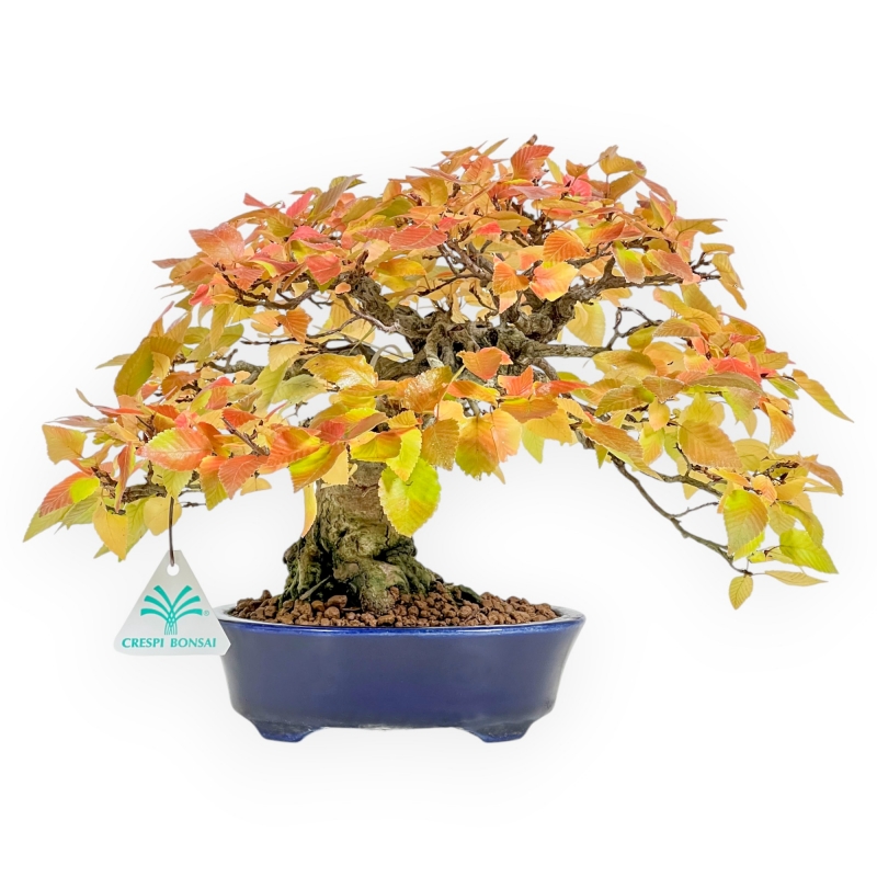 Carpinus - Carpe - 24 cm