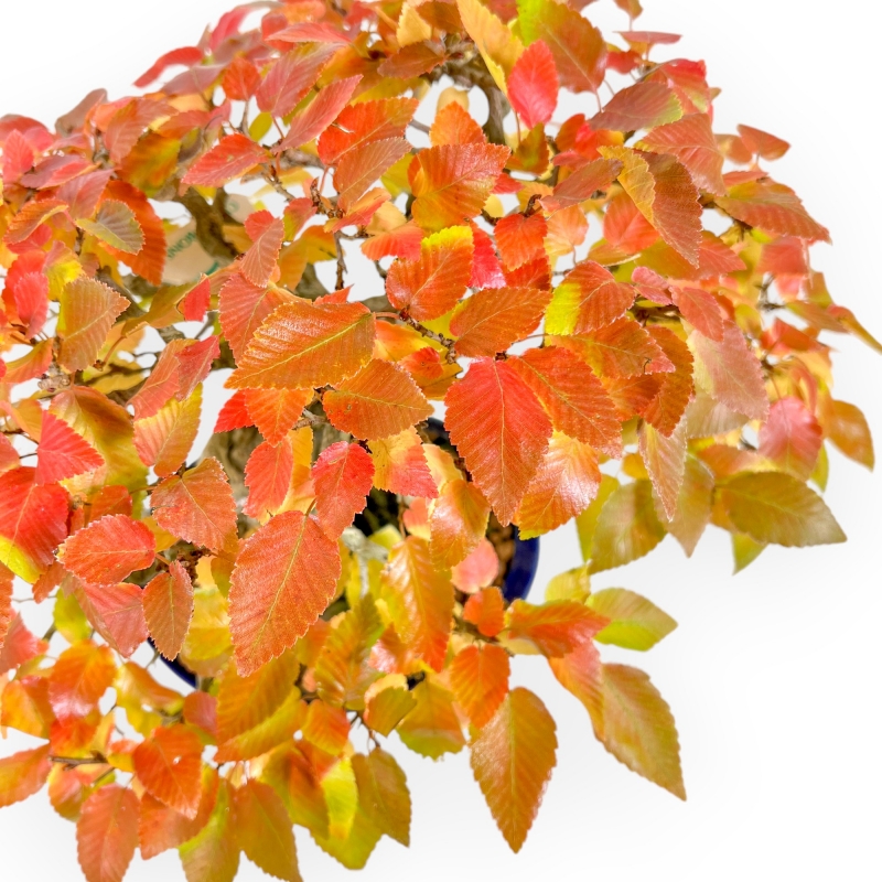 Carpinus - Carpino - 24 cm