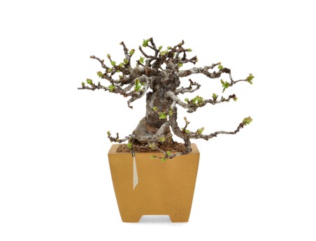 Pseudocydonia Chinensis Karin - Cognassier - 28 cm