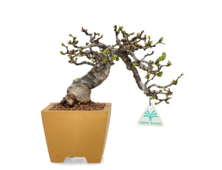 Pseudocydonia Chinensis Karin - Cognassier - 28 cm