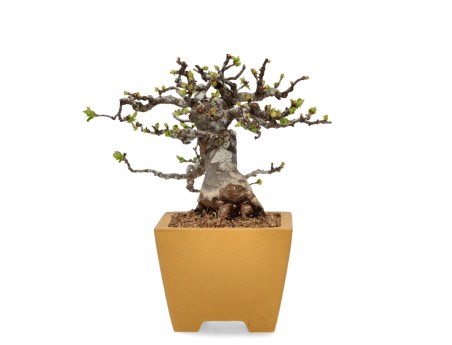 Pseudocydonia Chinensis Karin - Apple Tree - 28 cm
