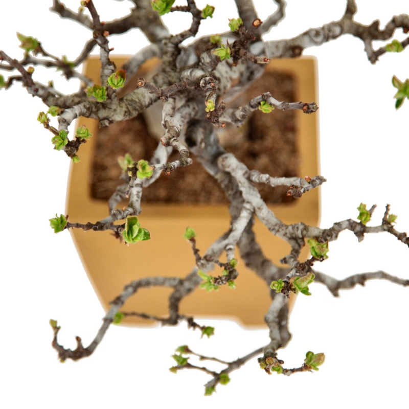 Pseudocydonia Chinensis Karin - Apple Tree - 28 cm