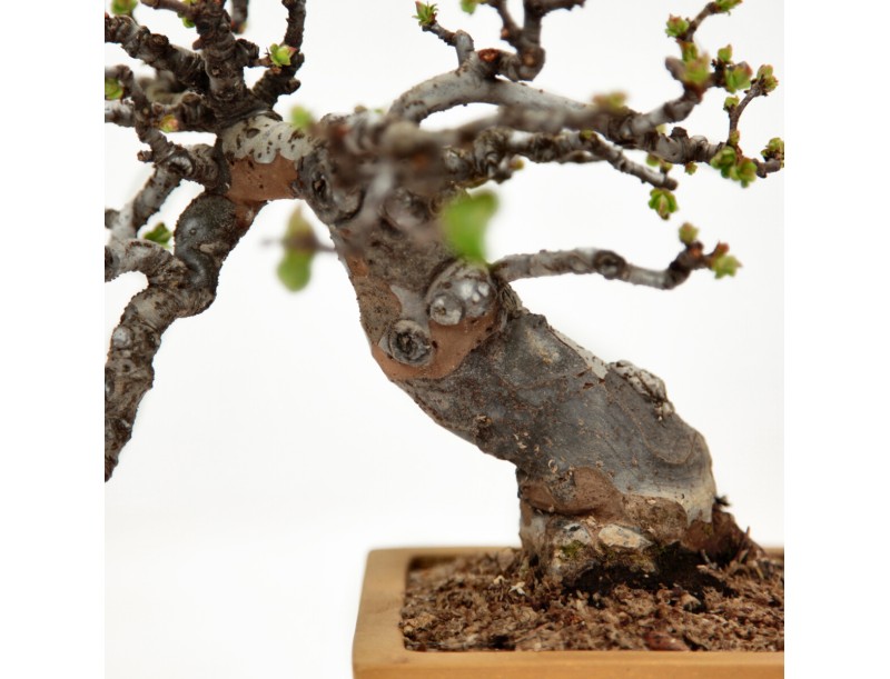 Pseudocydonia chinensis karin - Cotogno - 25 cm