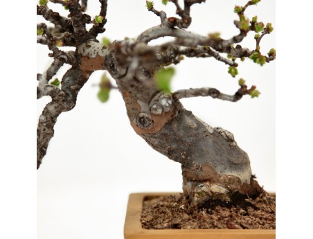 Pseudocydonia chinensis karin - Cotogno - 25 cm