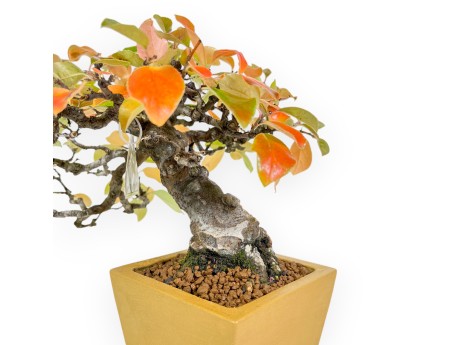 Pseudocydonia Chinensis Karin - Cognassier - 28 cm
