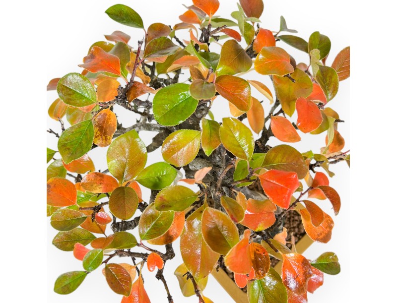 Pseudocydonia Chinensis Karin - Apple Tree - 28 cm