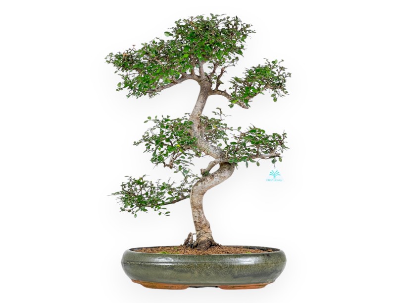 Zelkova Nire - Ulmen - 65 cm