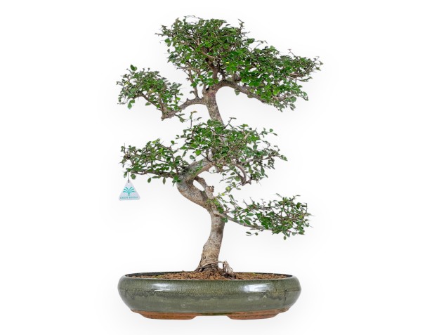 Zelkova Nire - Olmo - 65 cm