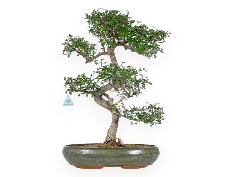 Zelkova Nire - Ulmen - 65 cm